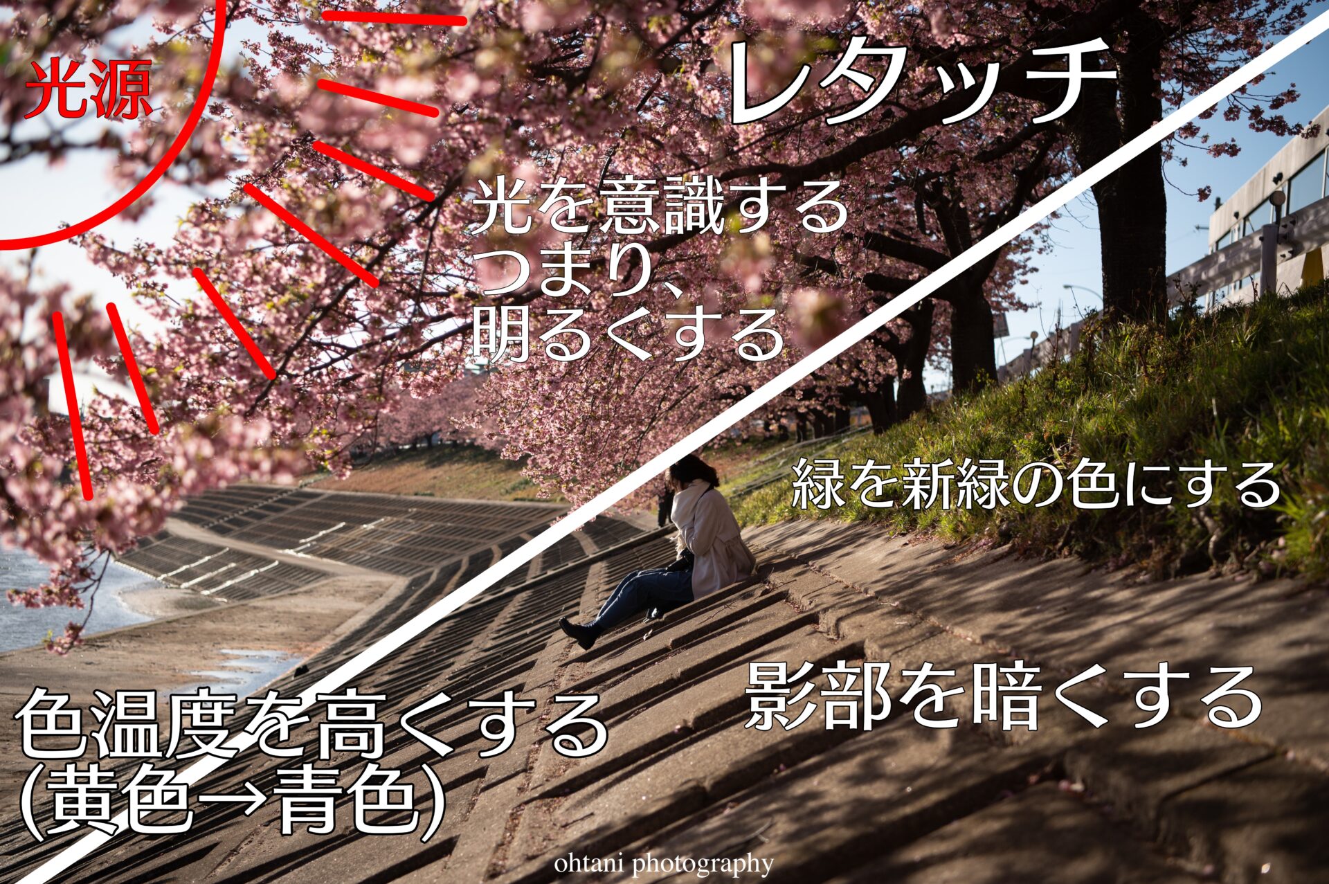 乙川の葵桜