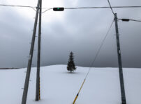 クリスマスツリーの木と電柱