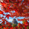 秋の伏見桃山城
