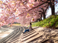 乙川の葵桜