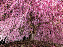 鈴鹿の森庭園